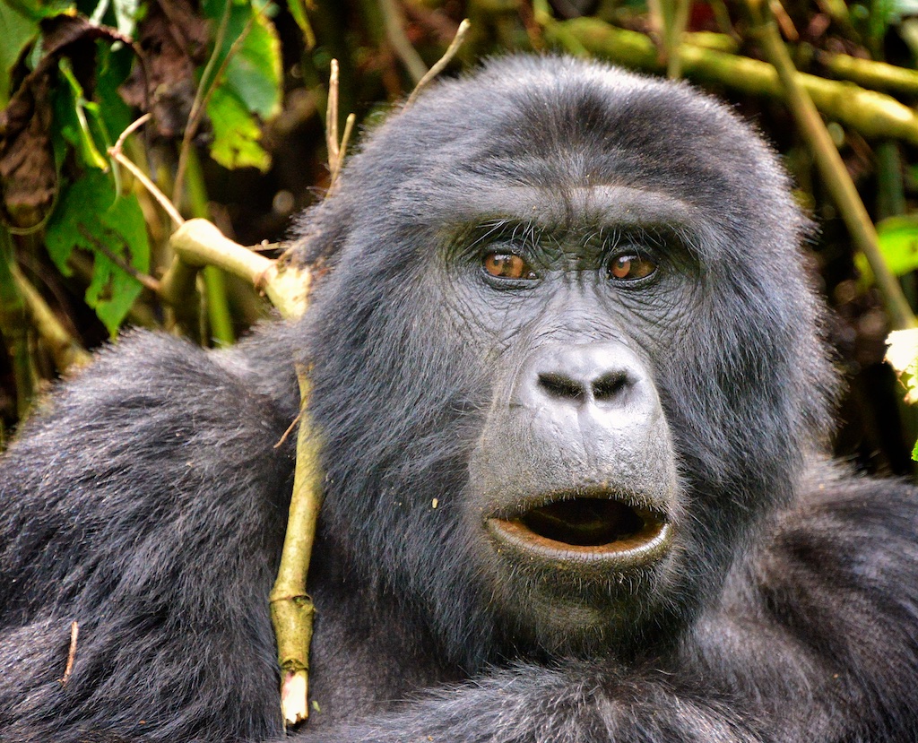 Uganda Wildlife
