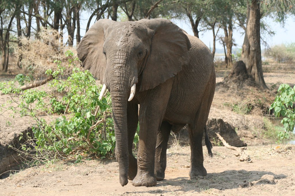 Lower Zambezi, Zambia