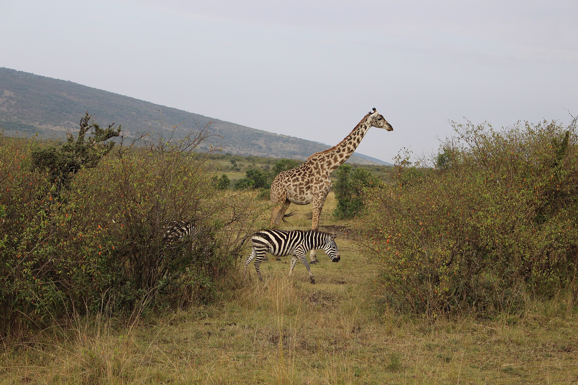 Kenya Safaris
