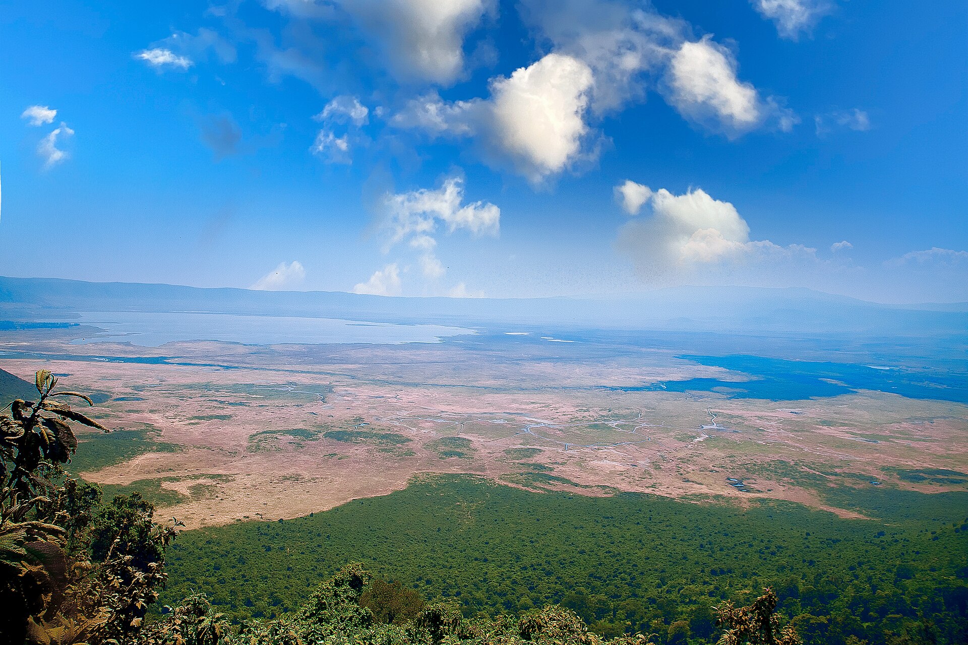 New Year Safari Celebration