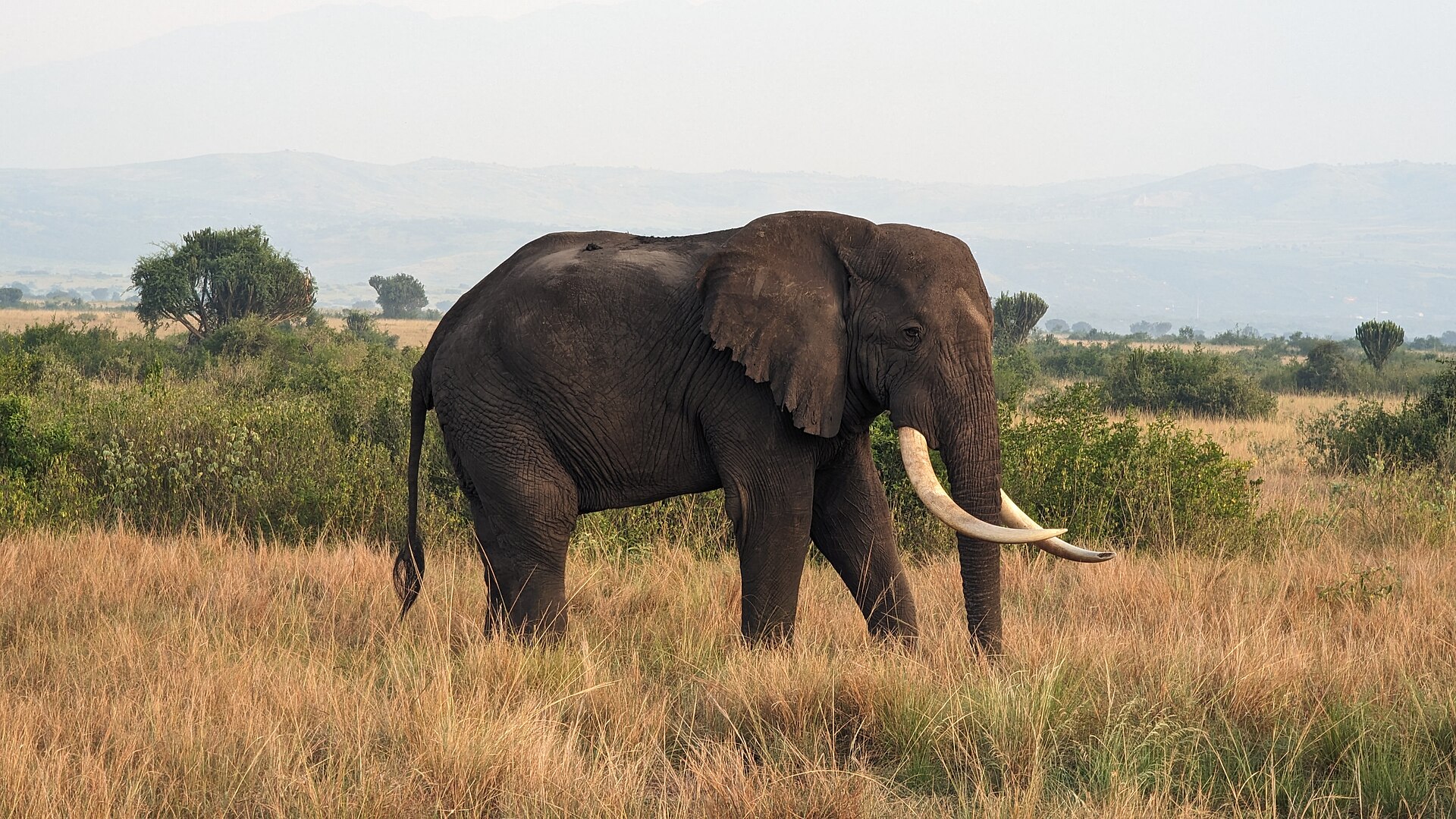 Queen Elizabeth National Park, Uganda