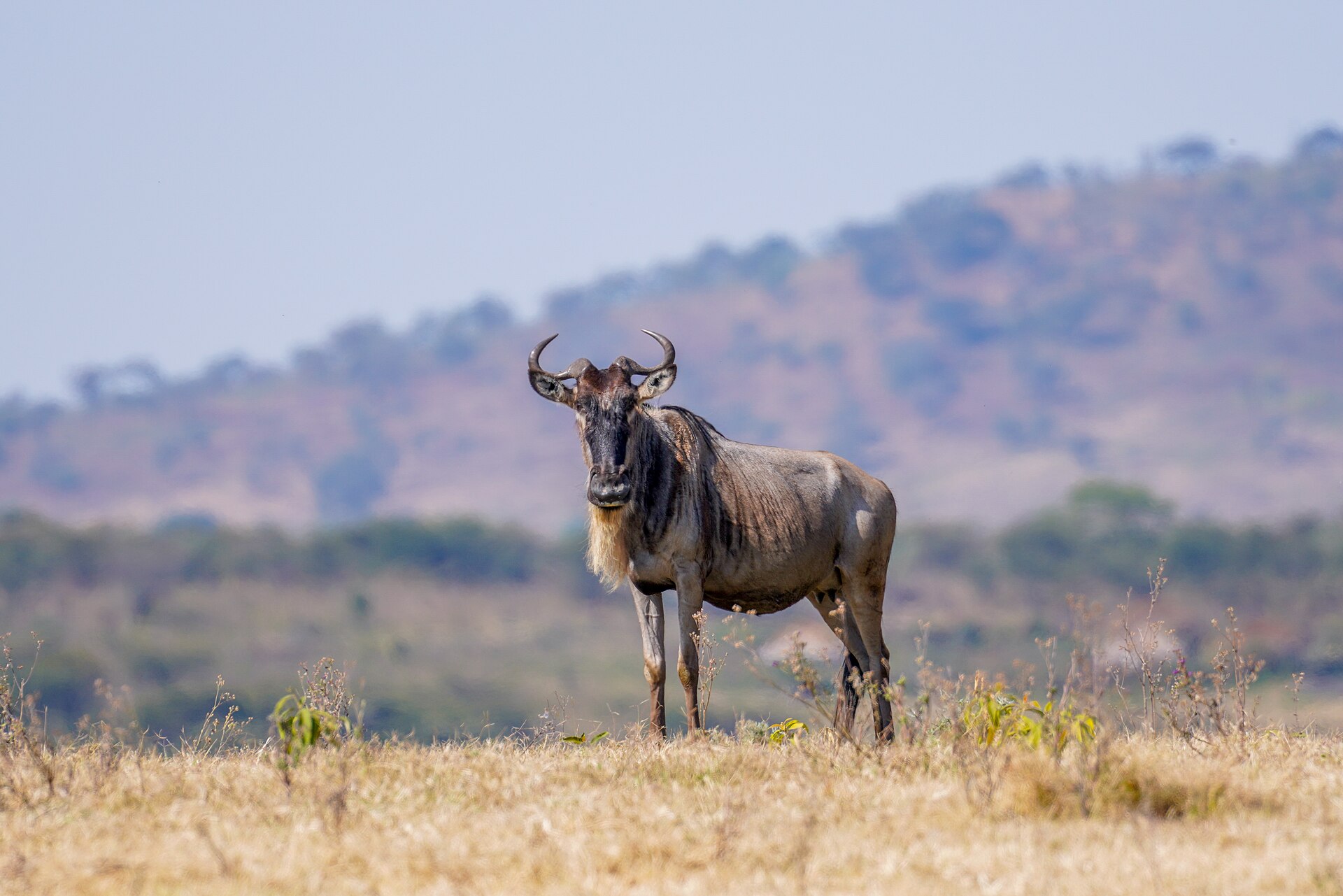 New Year Safari Celebration