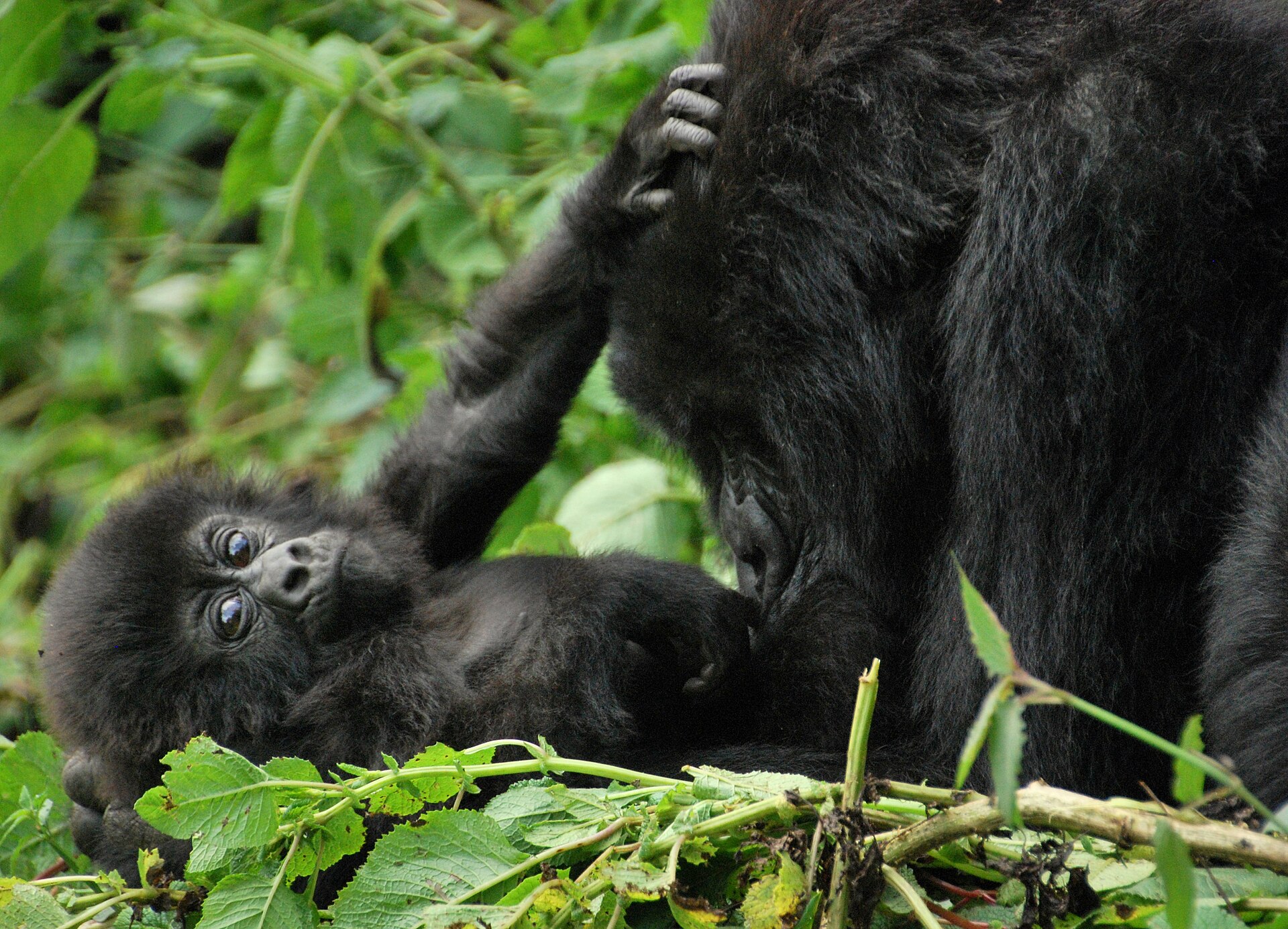 Volcanoes National Park, Rwanda