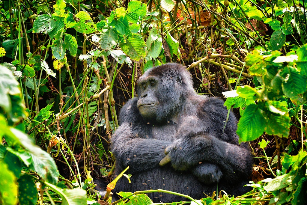 Bwindi Gorilla Trekking 4 Days