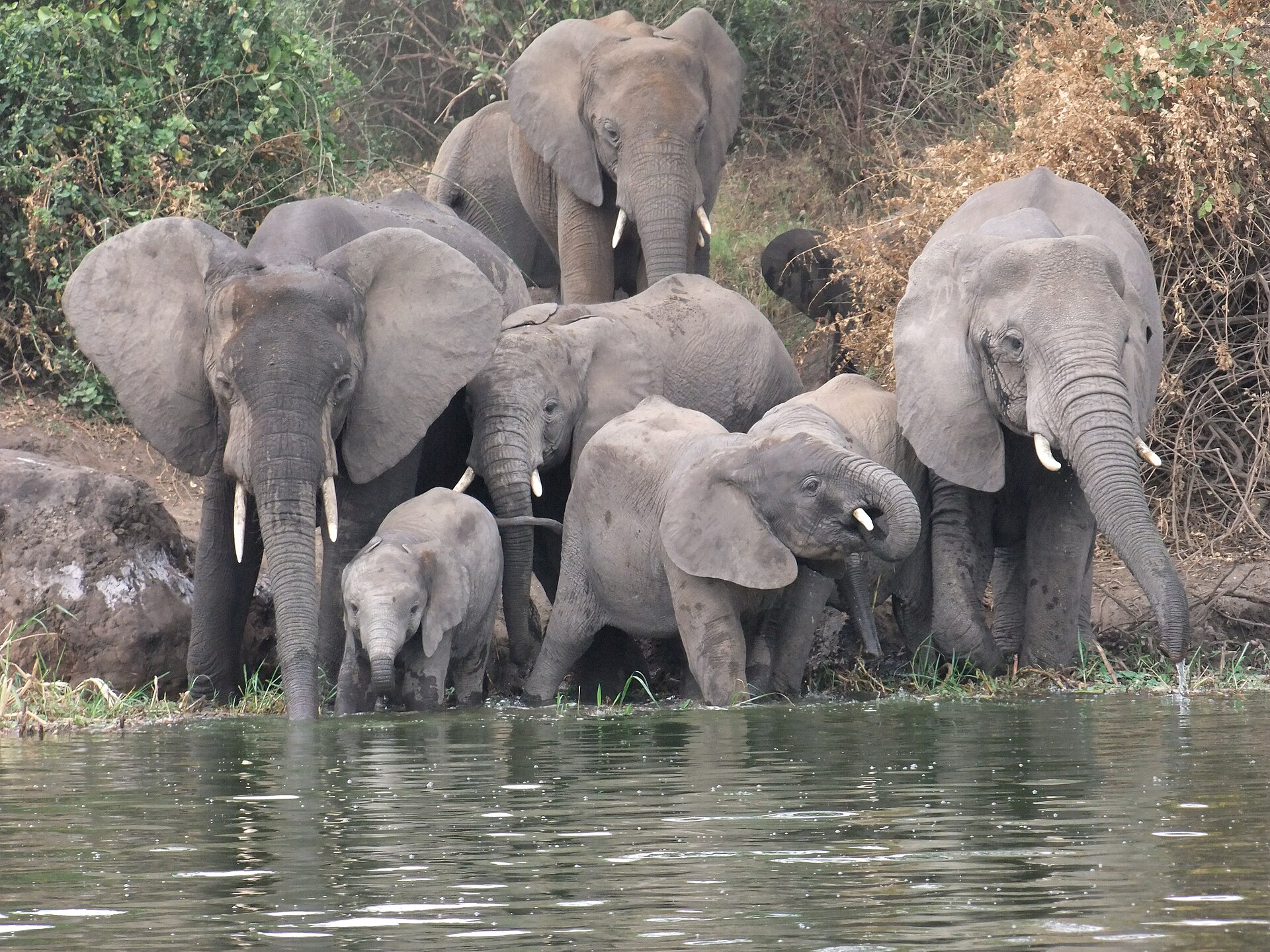 Queen Elizabeth National Park 5 Days