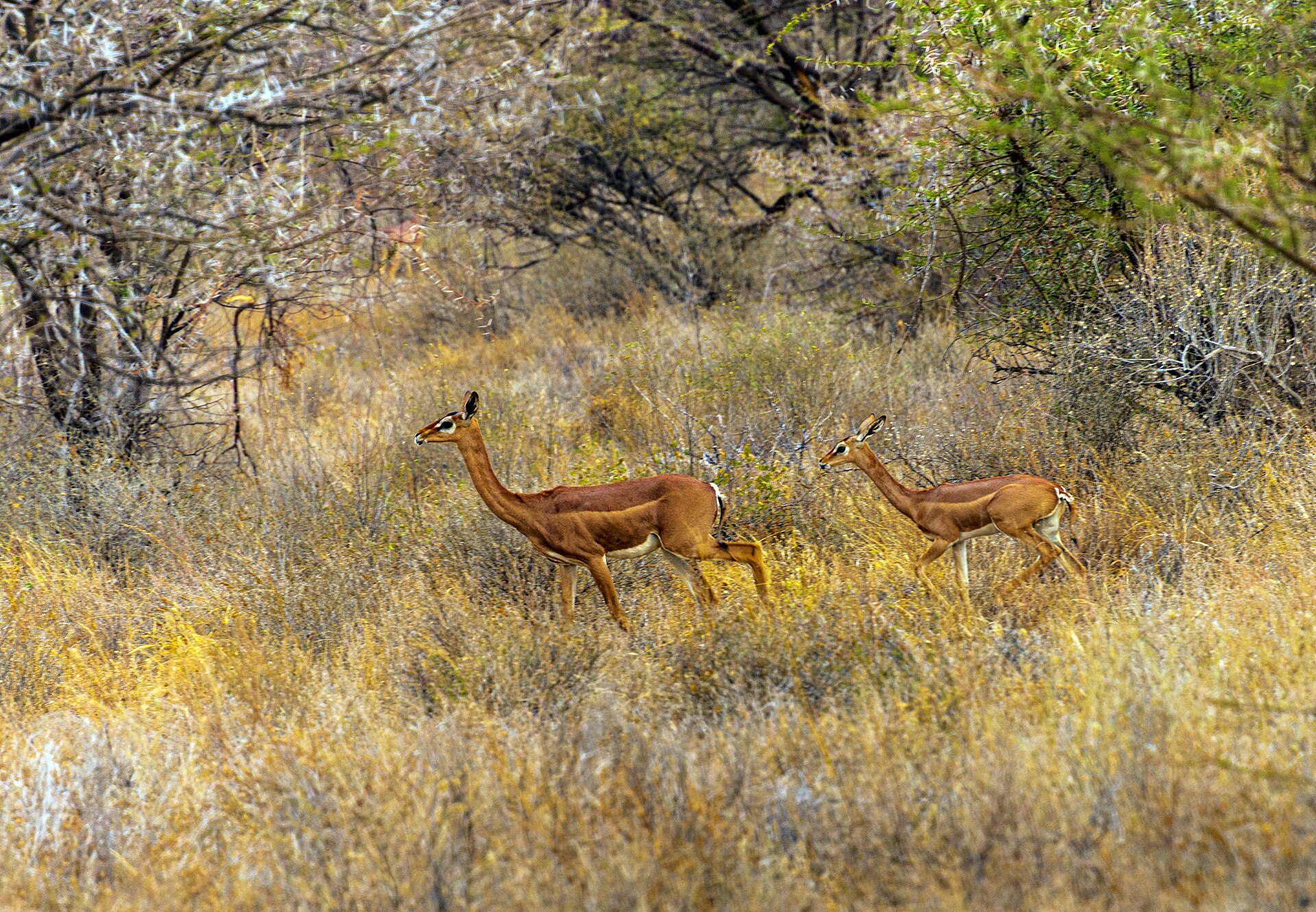 Samburu & Shaba 4 Days