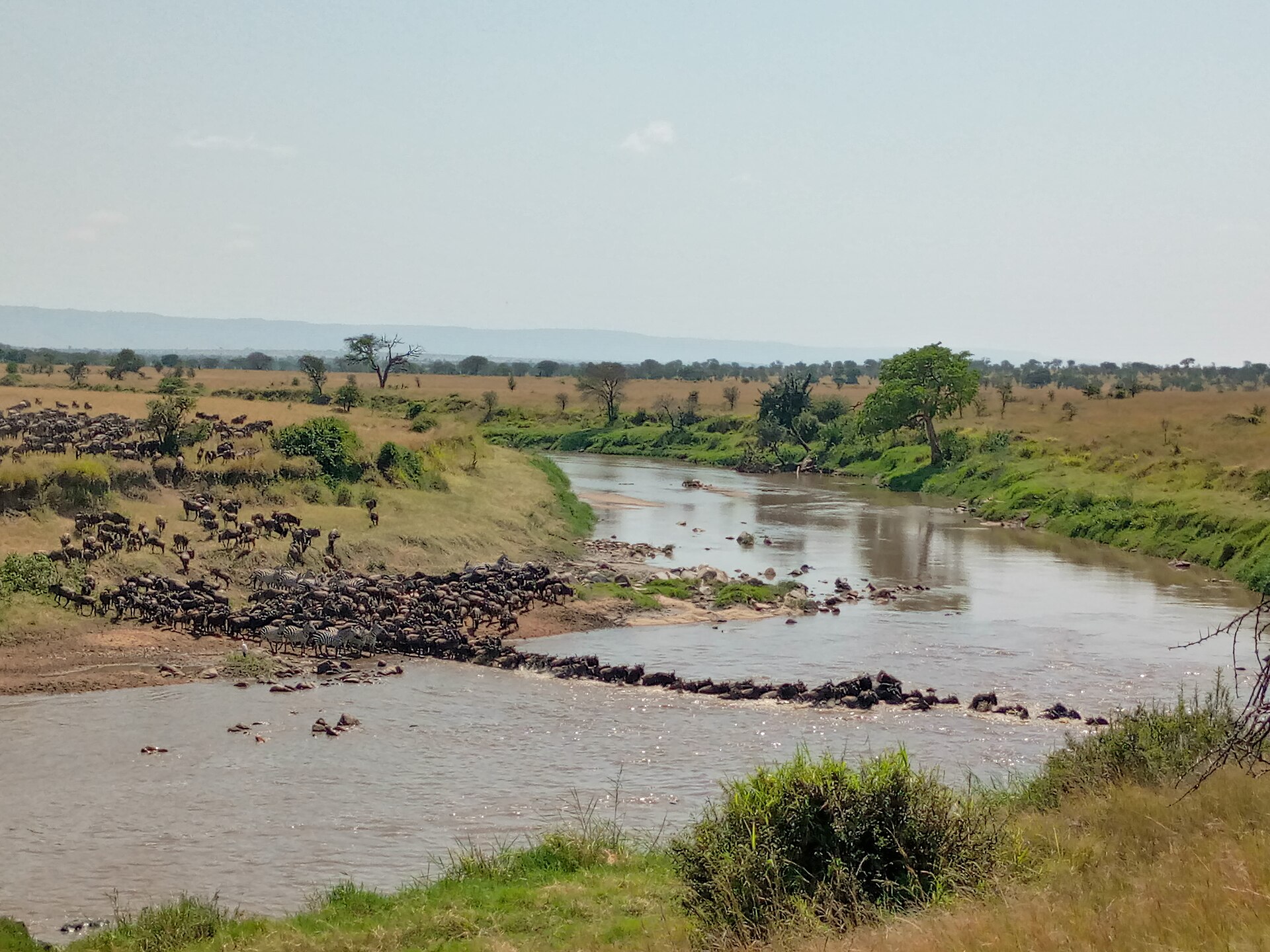Serengeti Grandeur
