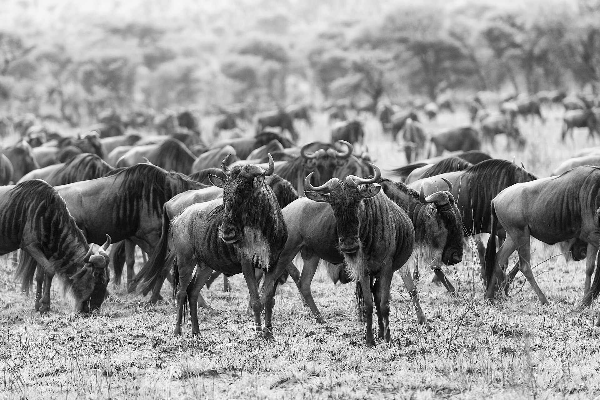 Serengeti Grandeur