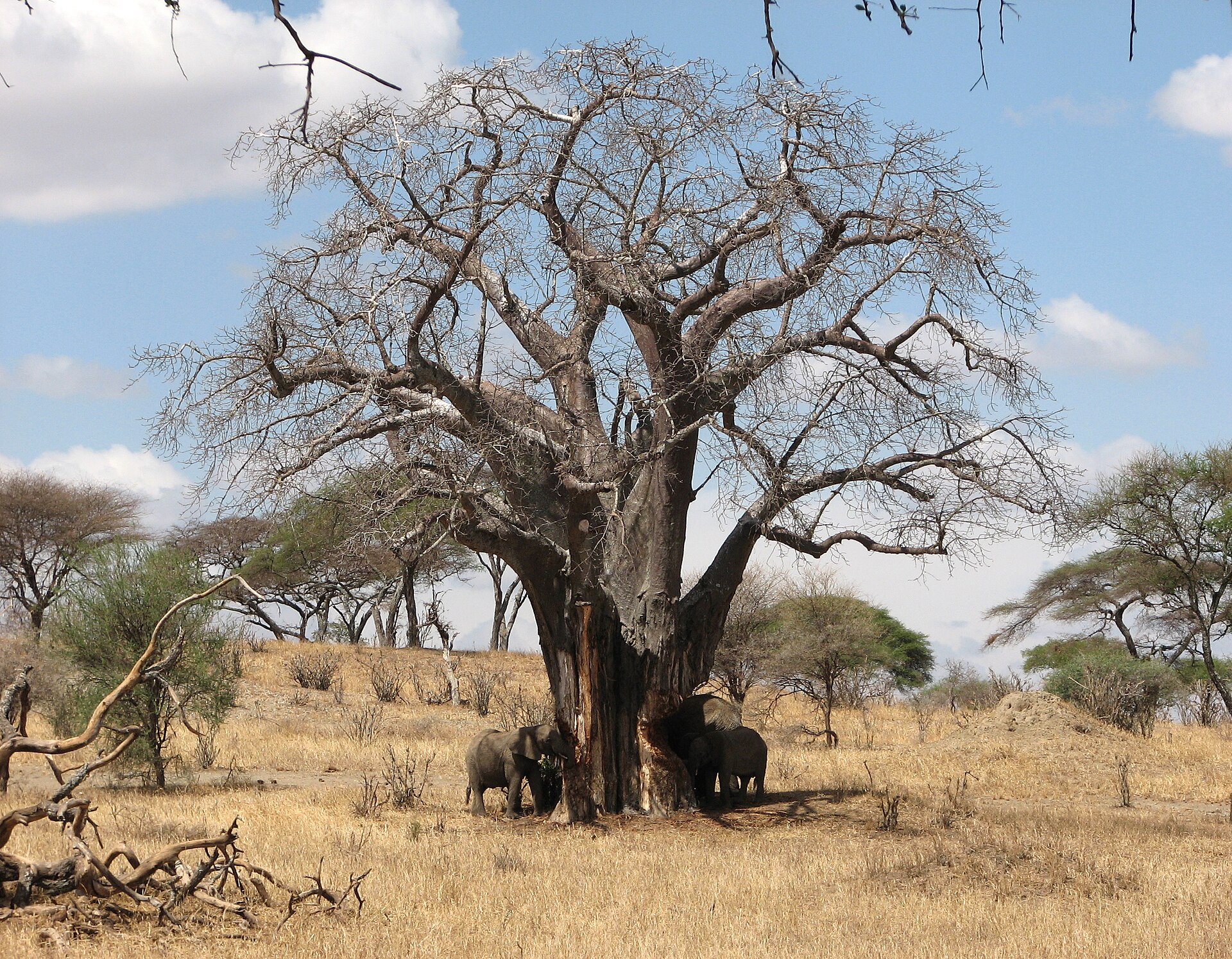 Tarangire & Manyara 4 Days