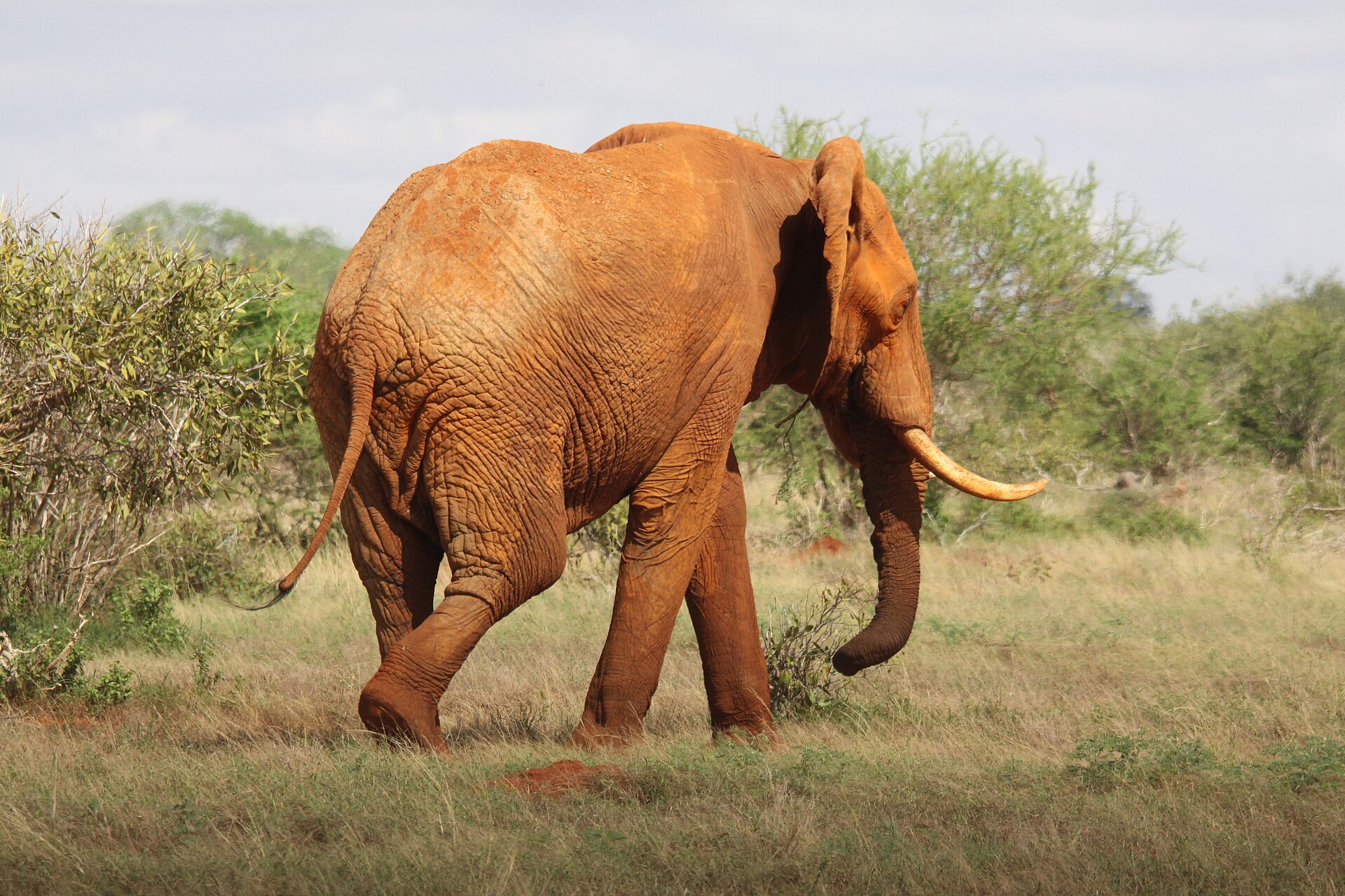 Tsavo East & West 5 Days