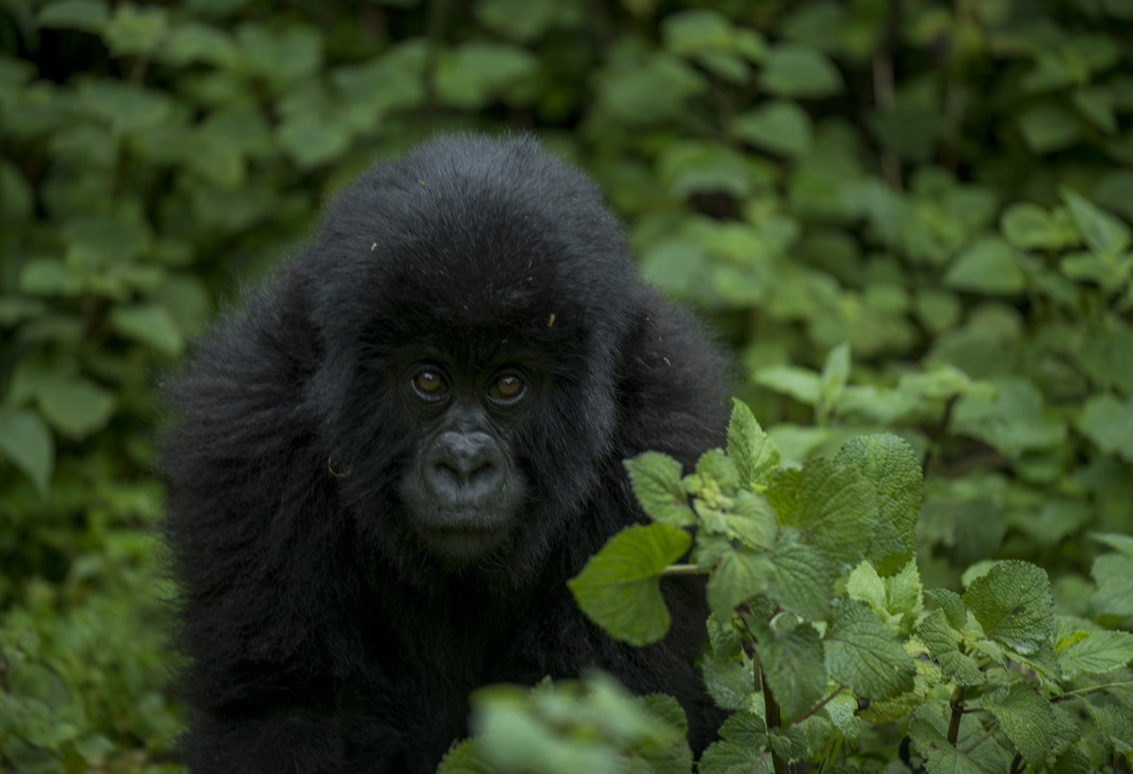 Volcanoes & Primates
