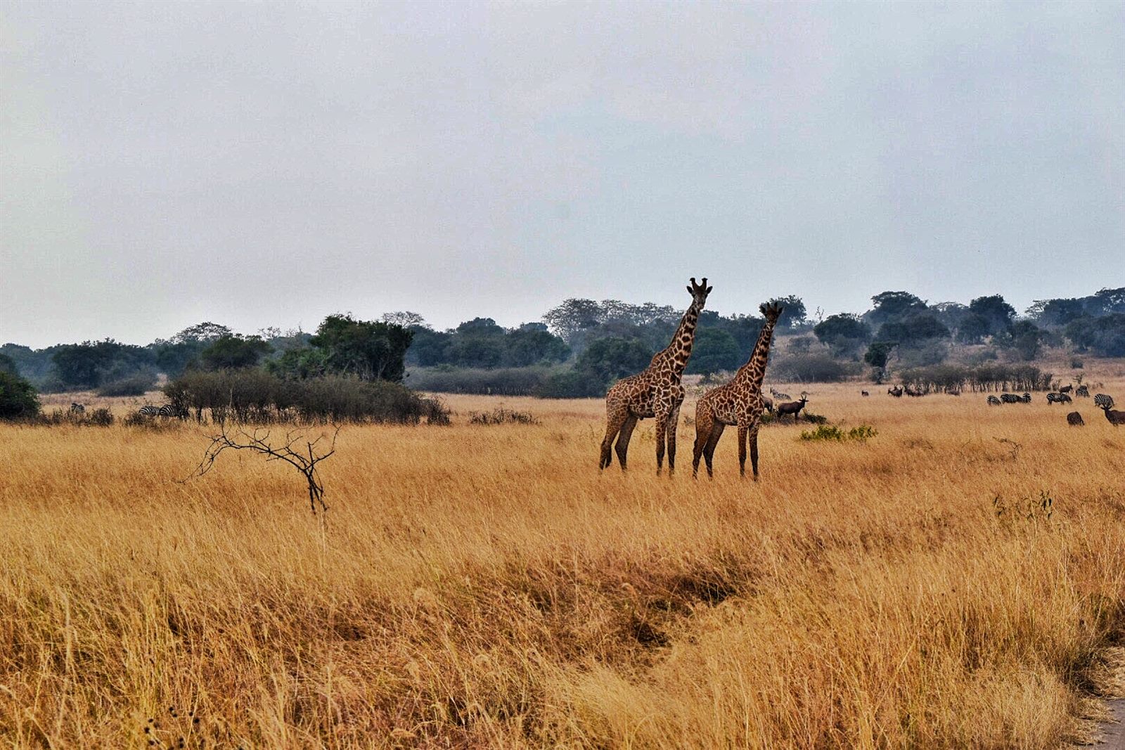 Akagera National Park — Wildlife in context