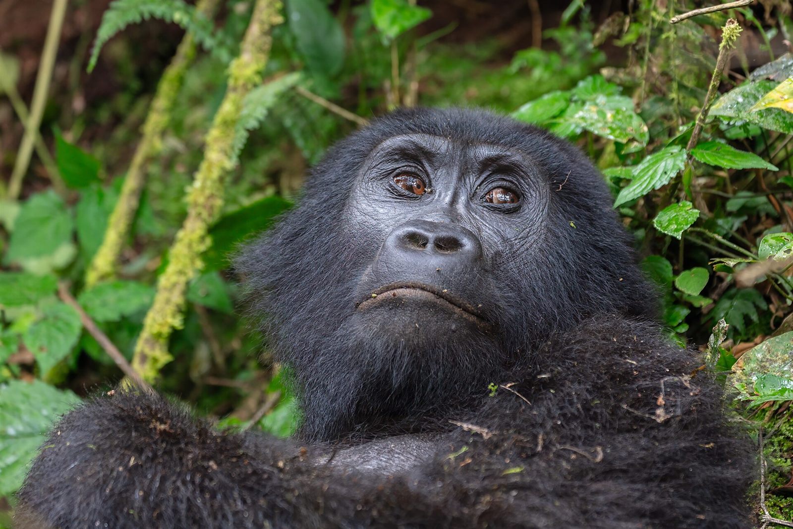 Bwindi Gorilla Trekking 4 Days