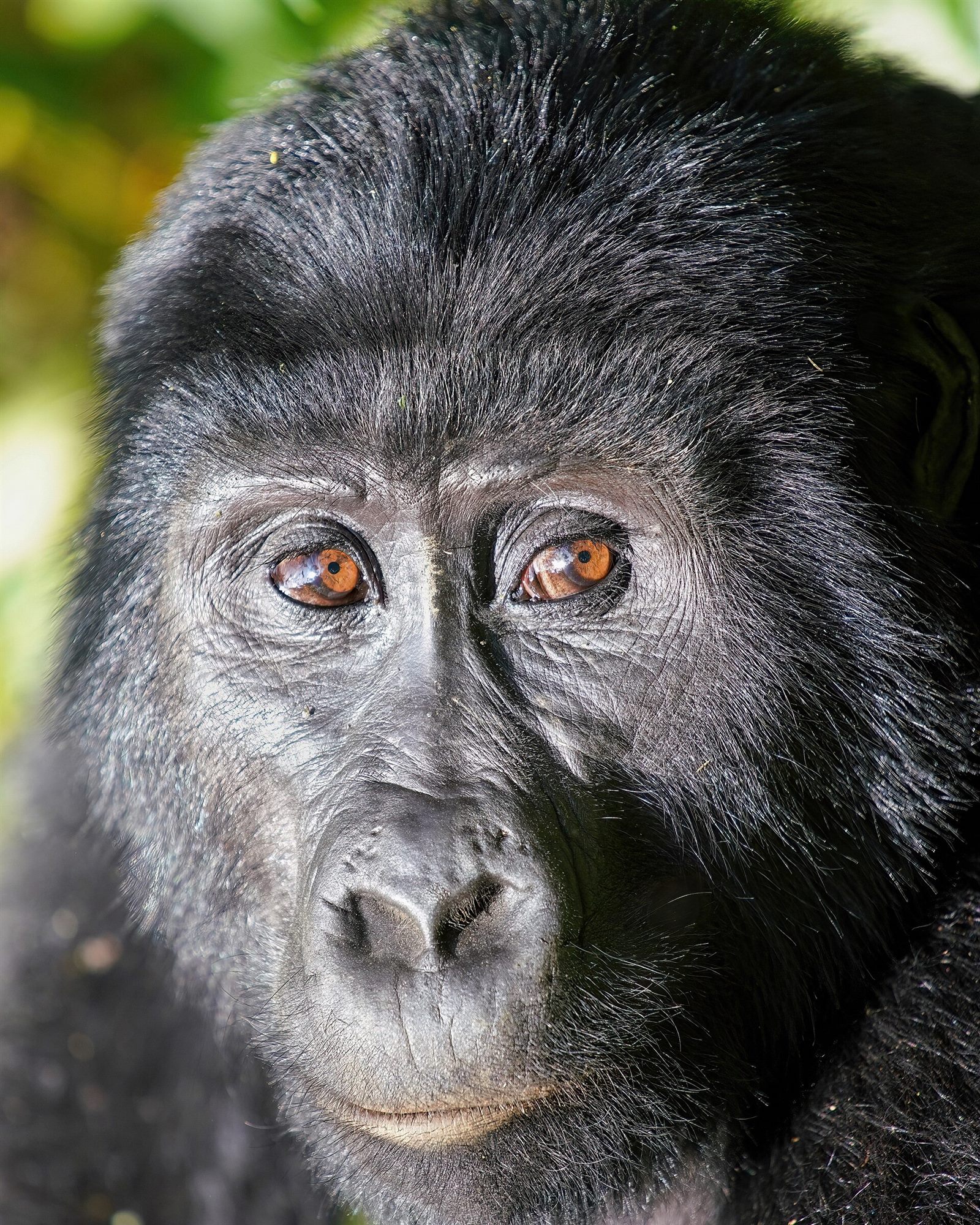 Bwindi Gorilla Trekking 4 Days