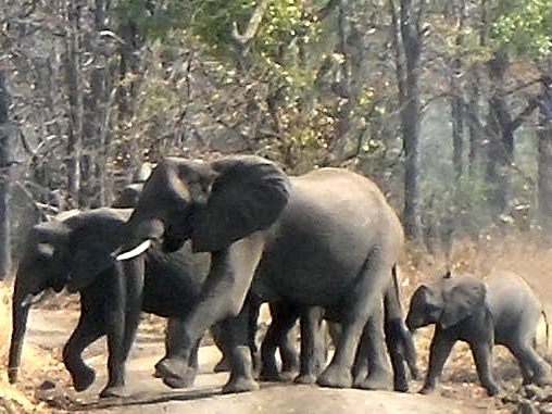 Liwonde National Park — A sense of place