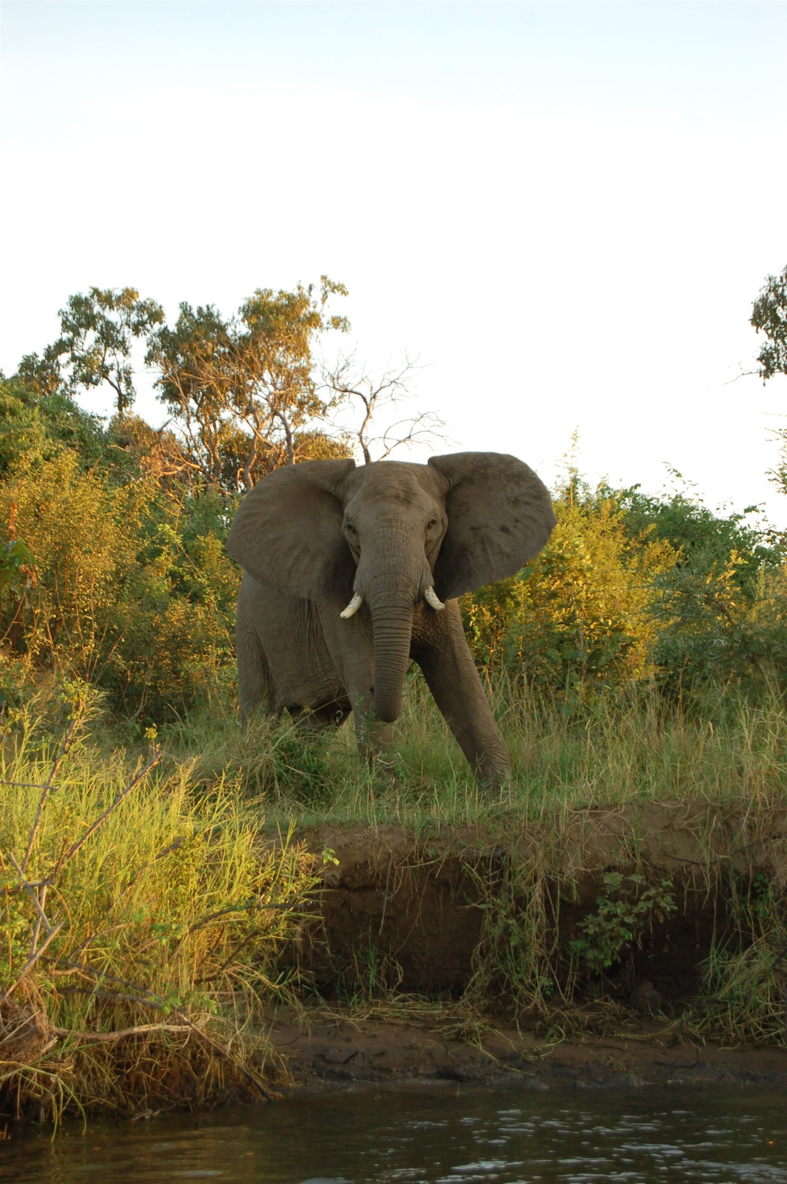 Lower Zambezi — Wildlife in context