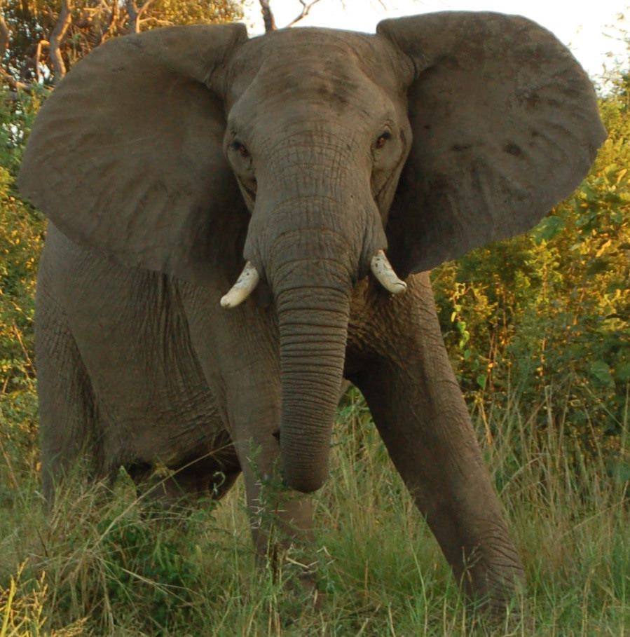 Lower Zambezi — A sense of place