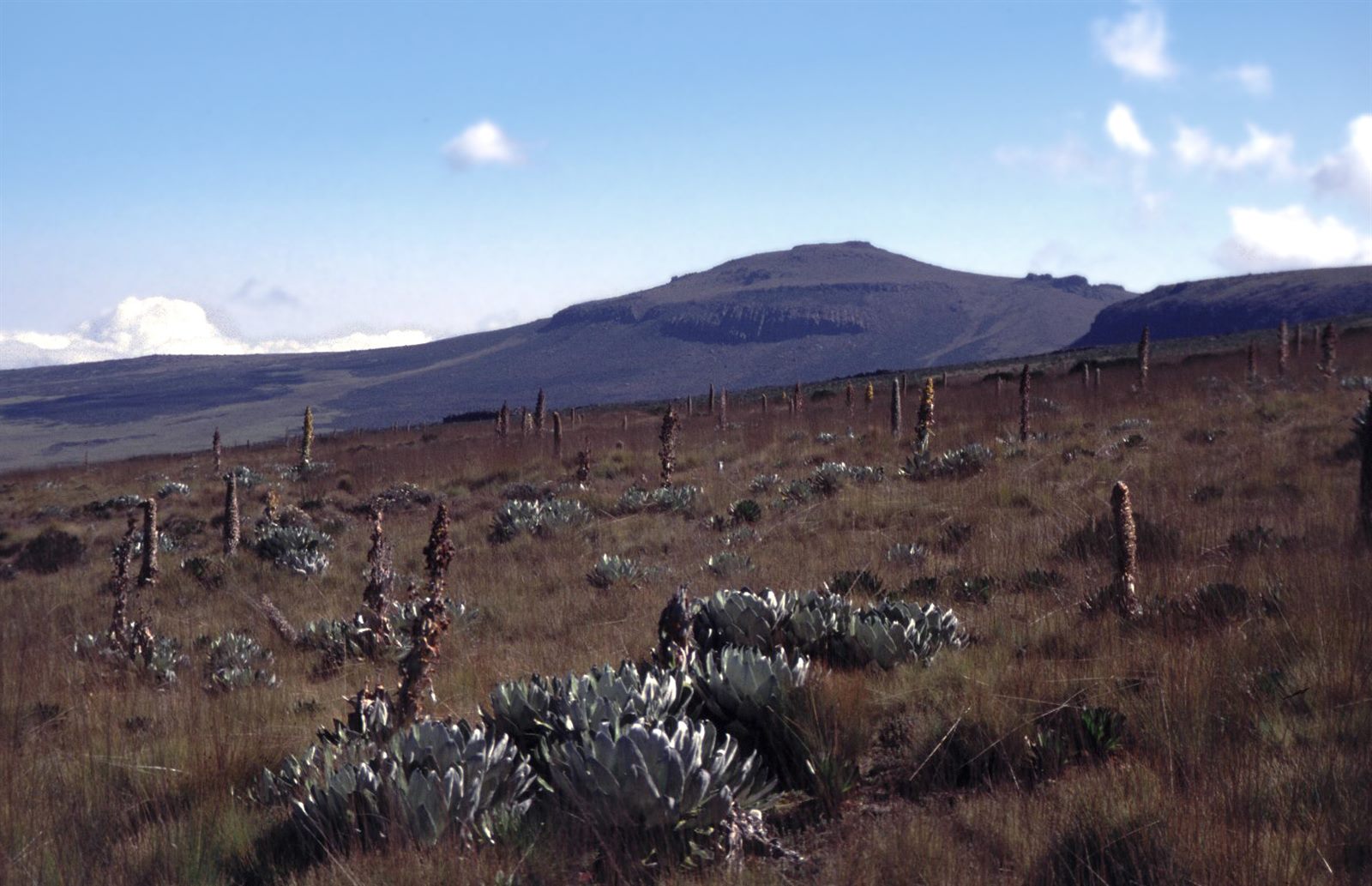 Mount Kenya — Wildlife in context