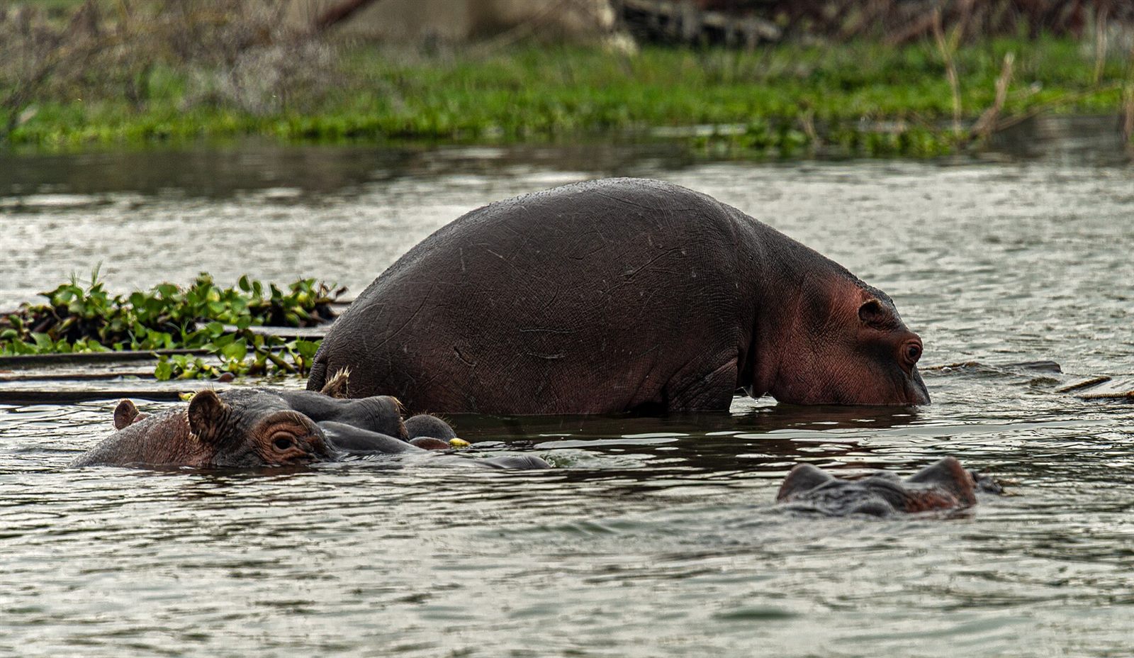 Lake Naivasha — A sense of place