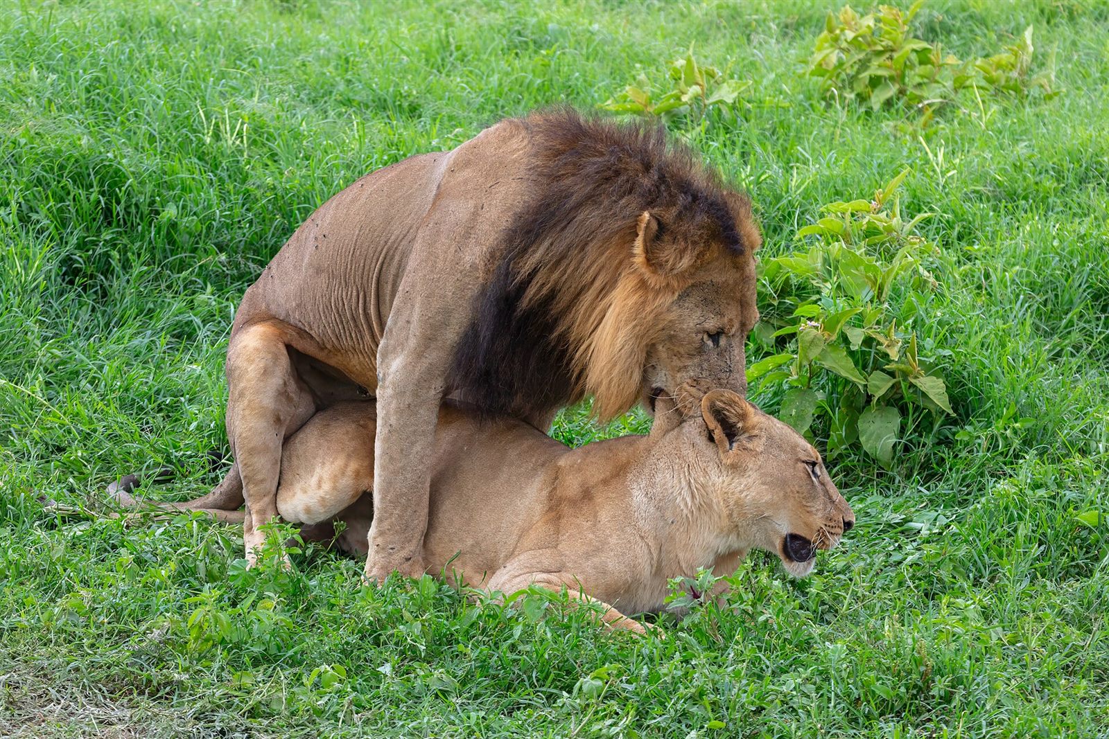 Lake Nakuru — A sense of place