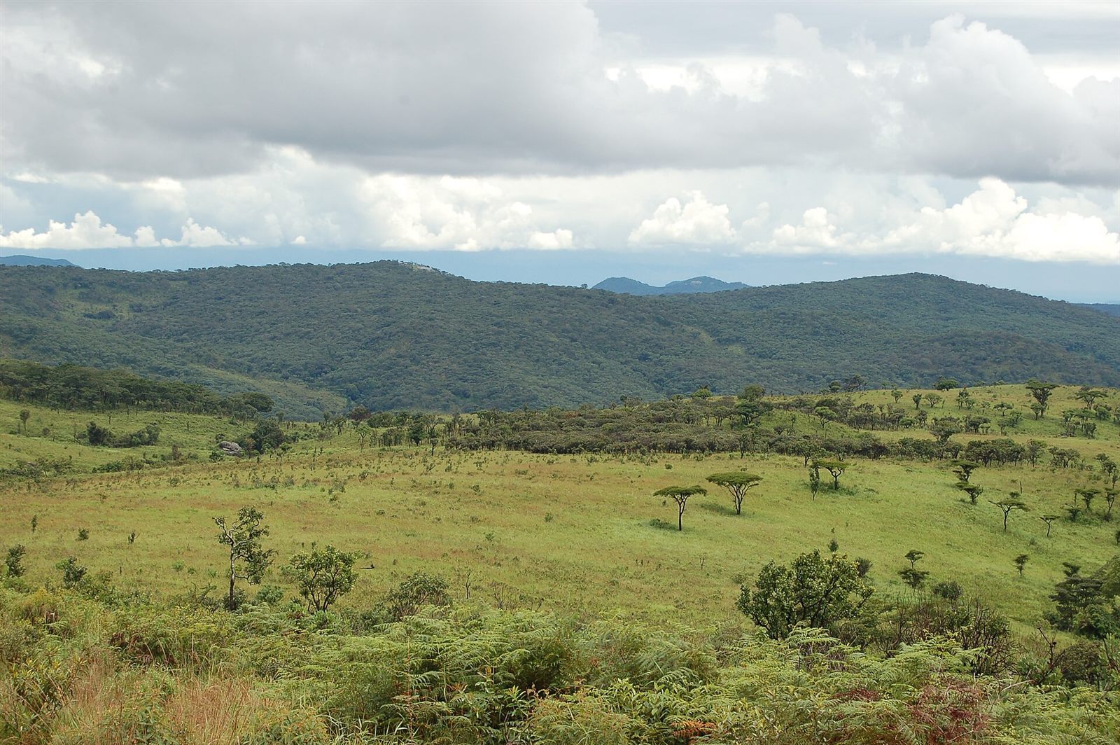 Nyika Plateau — A sense of place