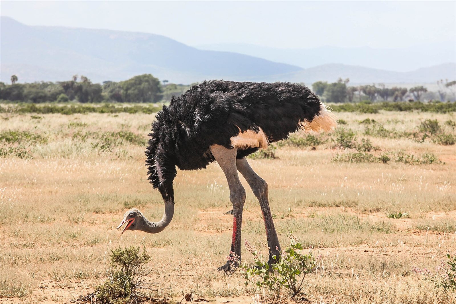 Samburu & Shaba 4 Days