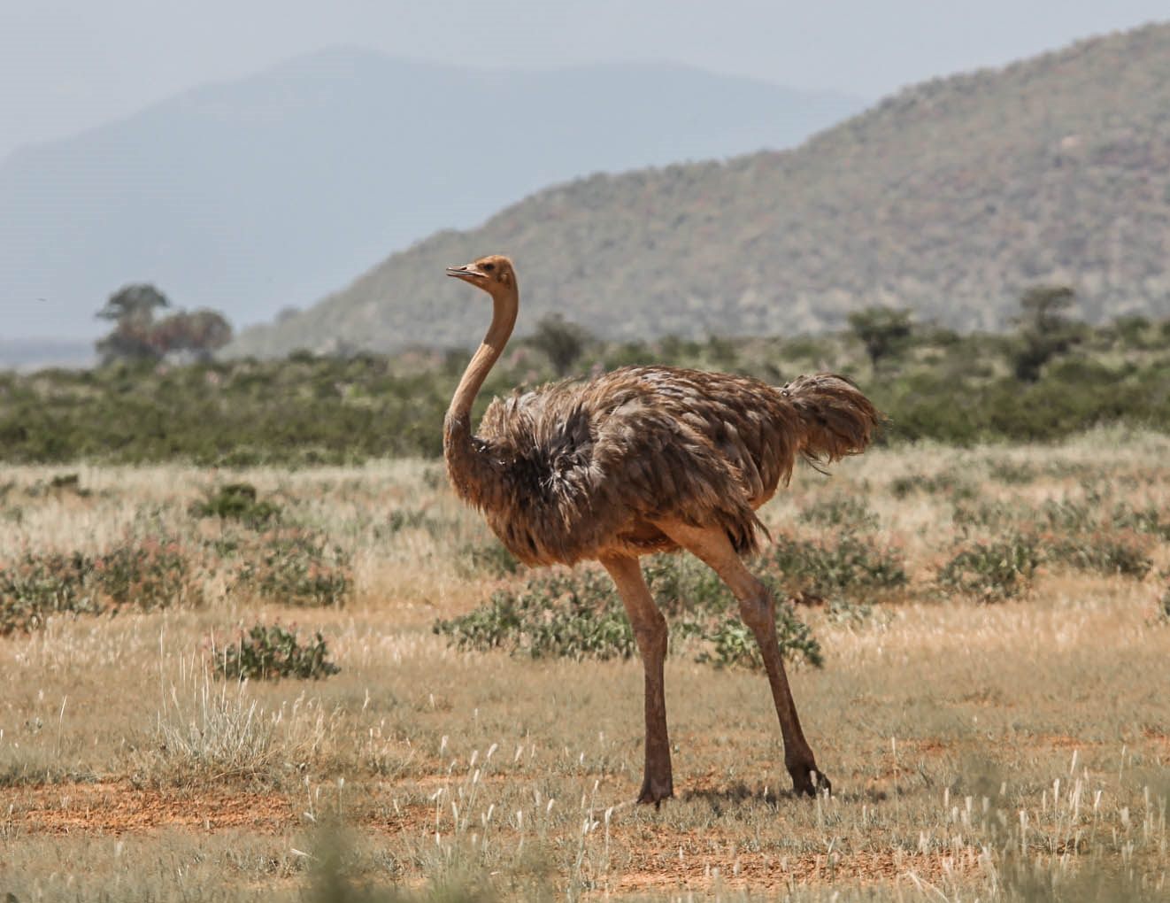 Samburu & Shaba 4 Days