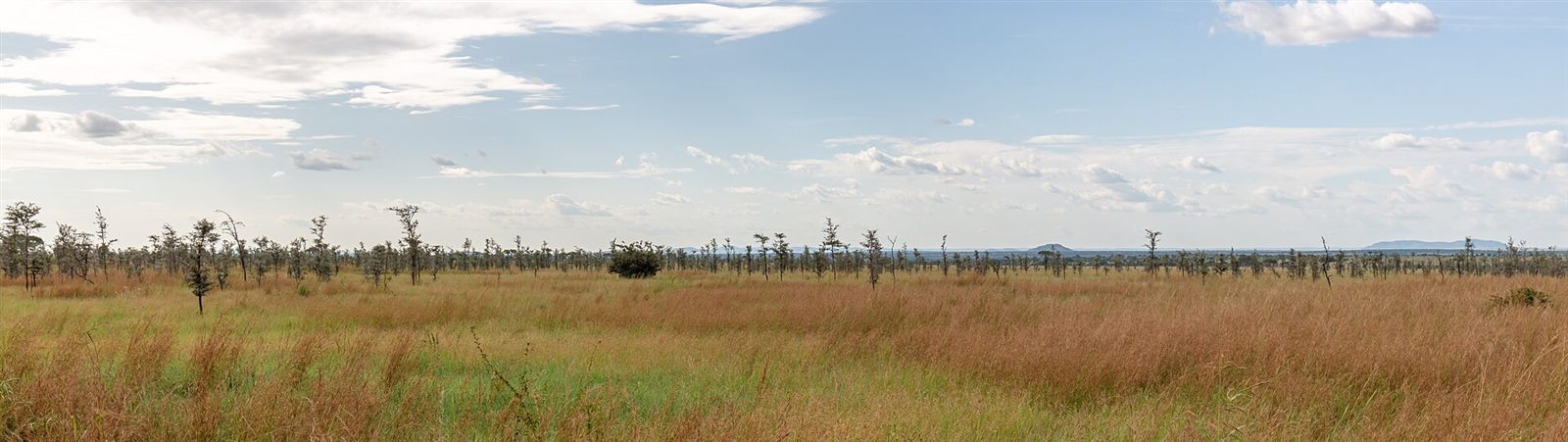 Serengeti Grandeur