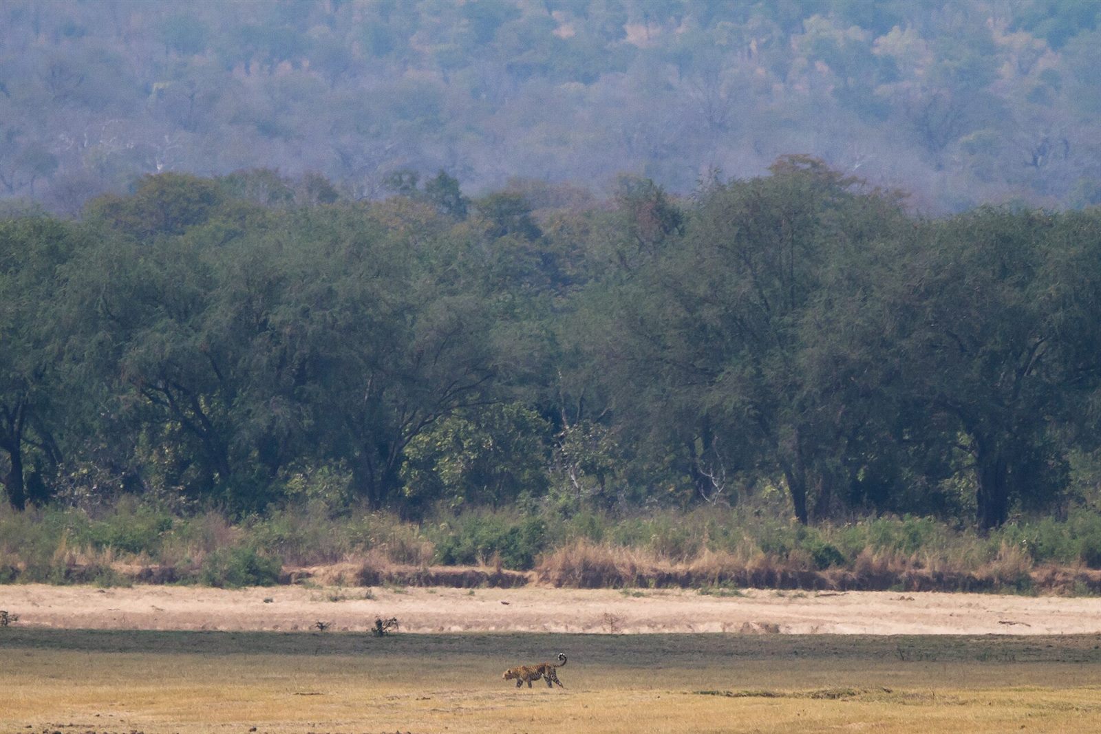 South Luangwa — Wildlife in context