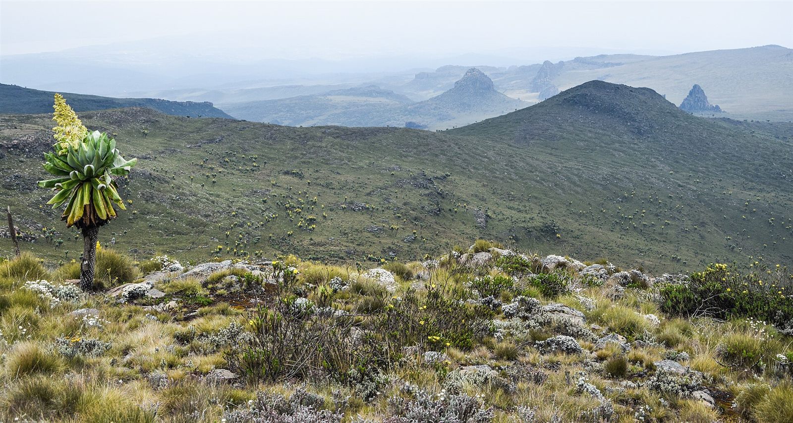 Mount Kenya Climb
