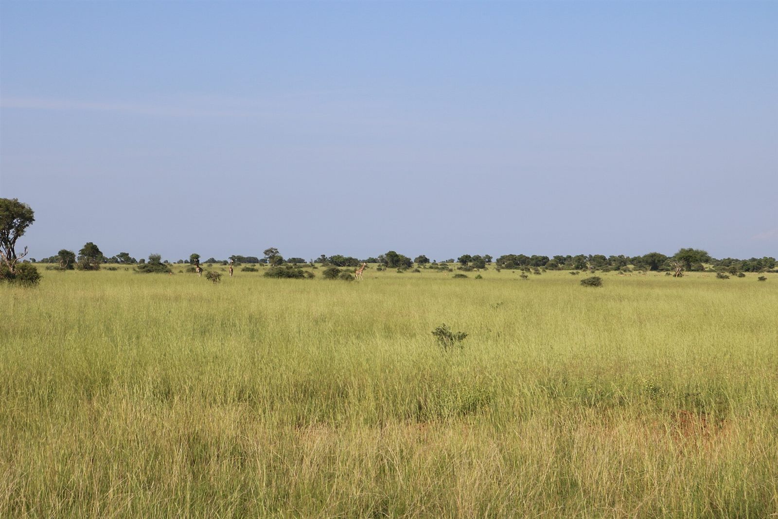 Murchison Falls & Chimpanzees 5 Days