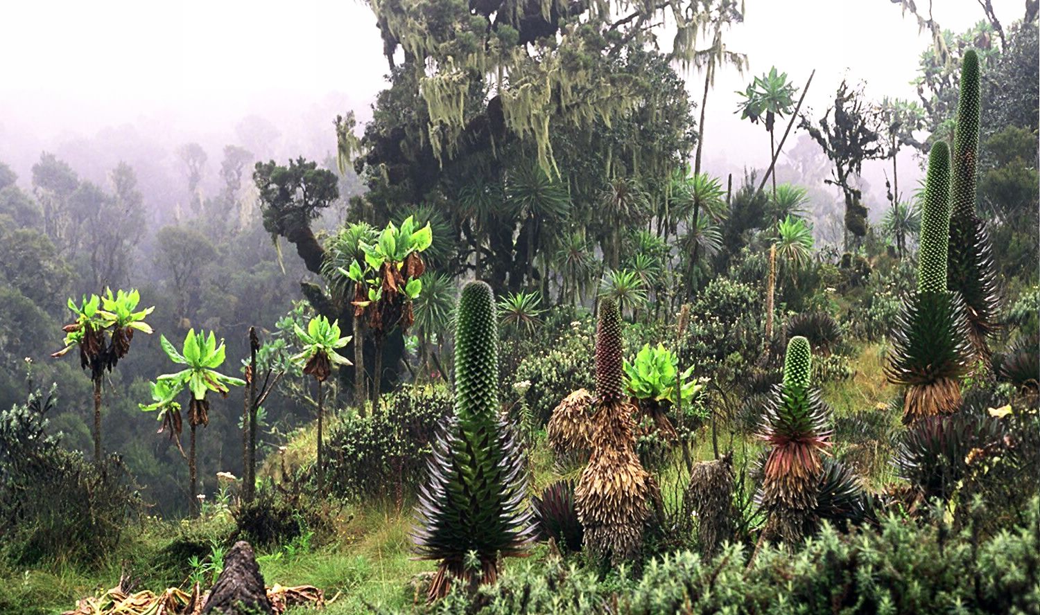 Rwenzori Wilderness Escape