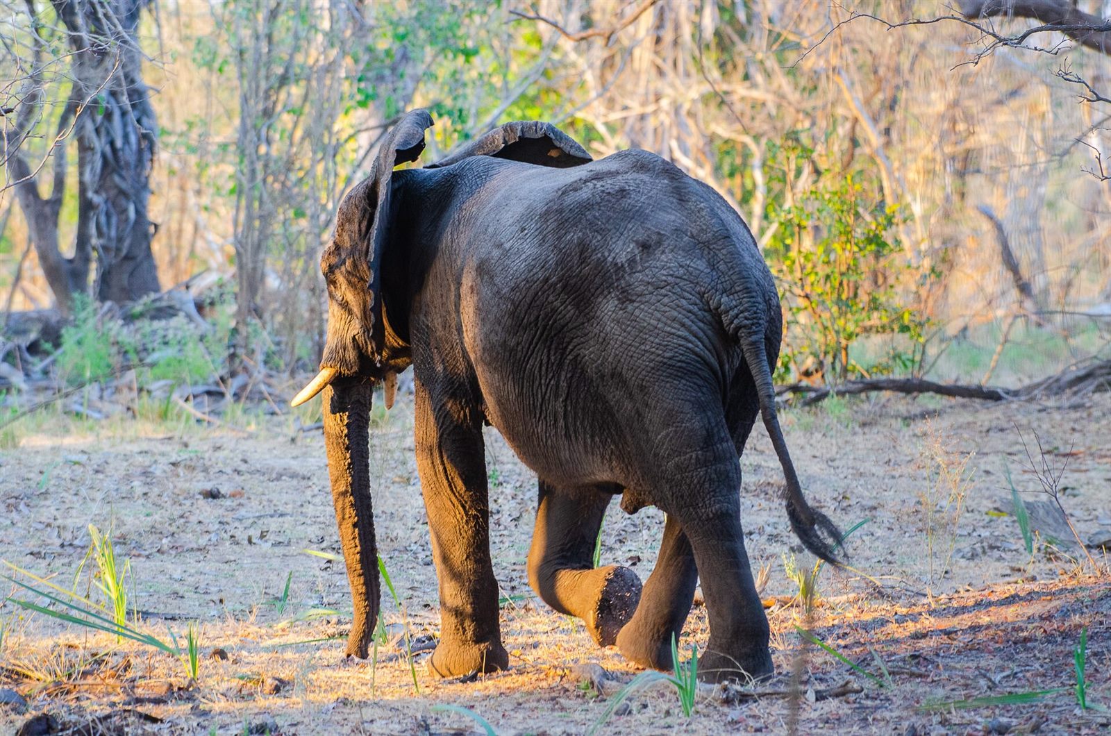 Selous Game Reserve 5 Days