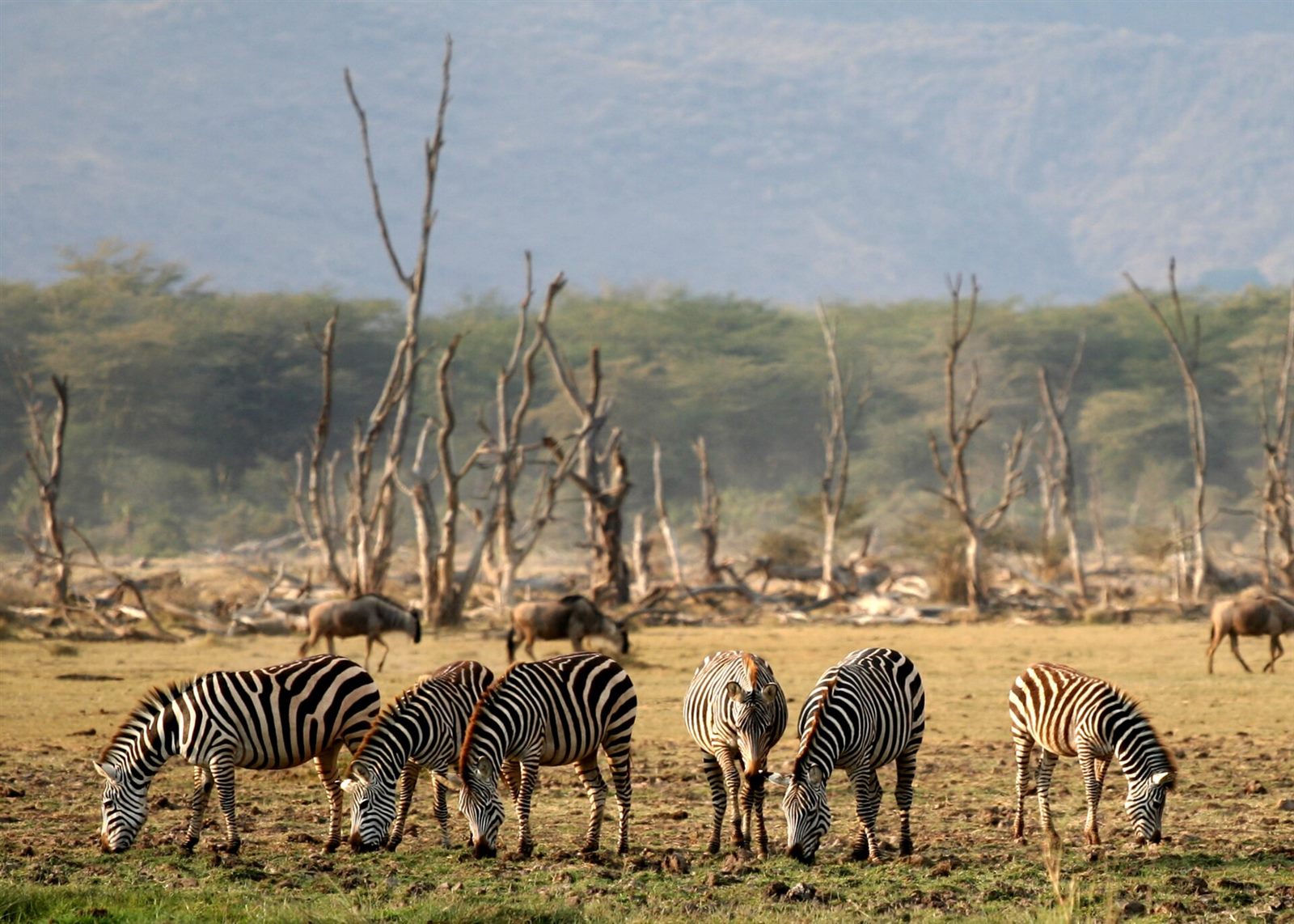 Tarangire & Manyara 4 Days