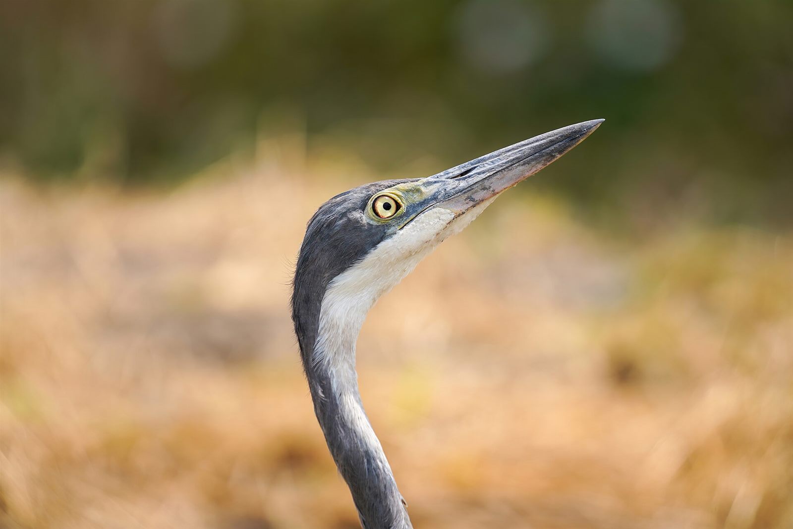 Tarangire & Manyara 4 Days