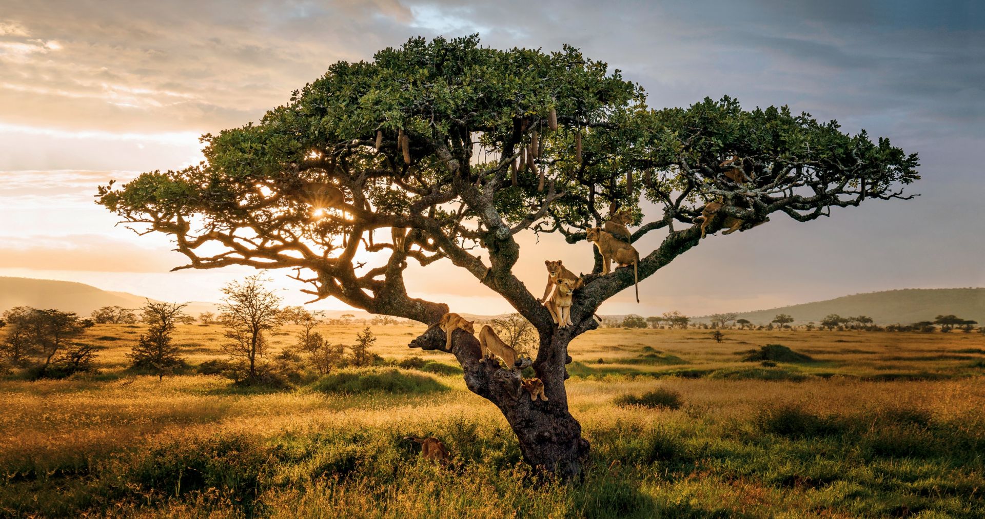 Top 10 Photography Tips for Safari