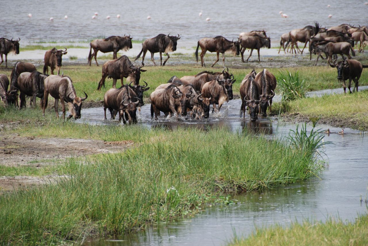 Best Time to See the Wildebeest Migration in Kenya: Complete 2026 Guide