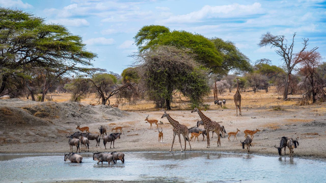Why travel with Topi Trails: Luxury & Affordable Safari Experiences in Kenya.